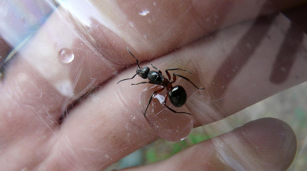 Close-up of a carpenter ant