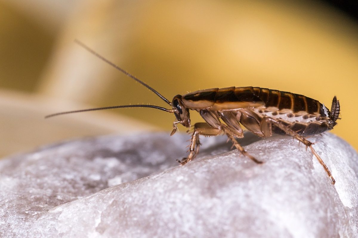 Close-up of a German cockroach