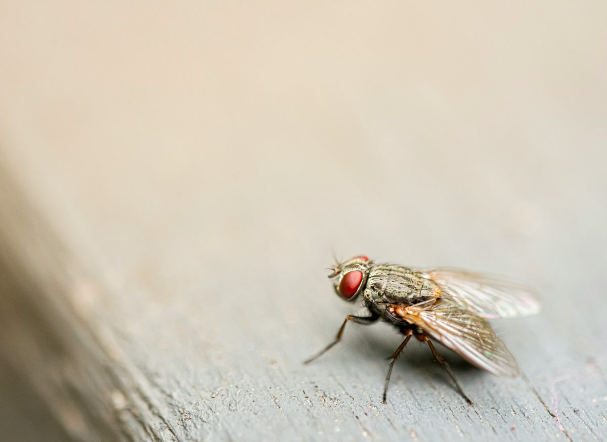 Close-up of a house fly