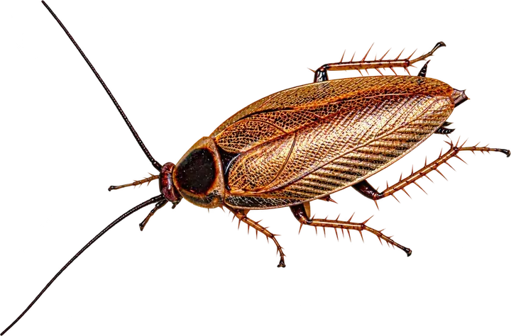 American Cockroach