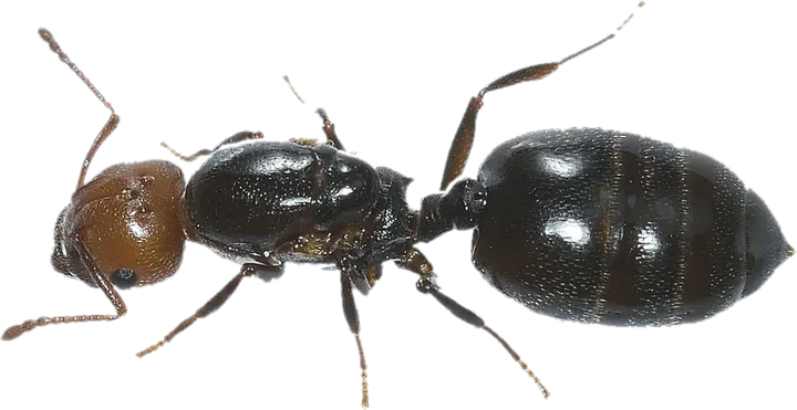 Big-Headed Ant