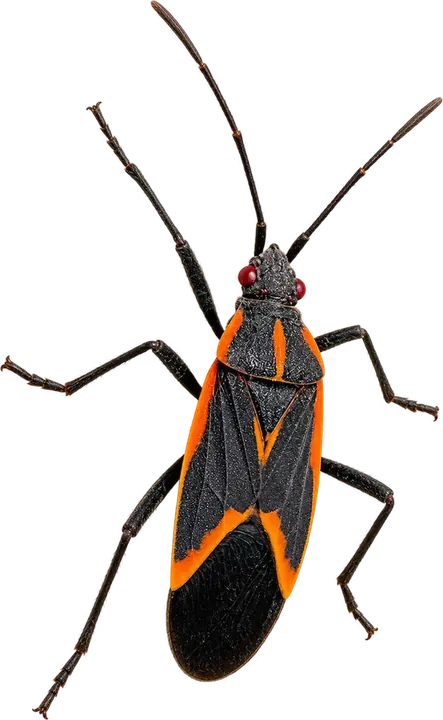 Boxelder Bug