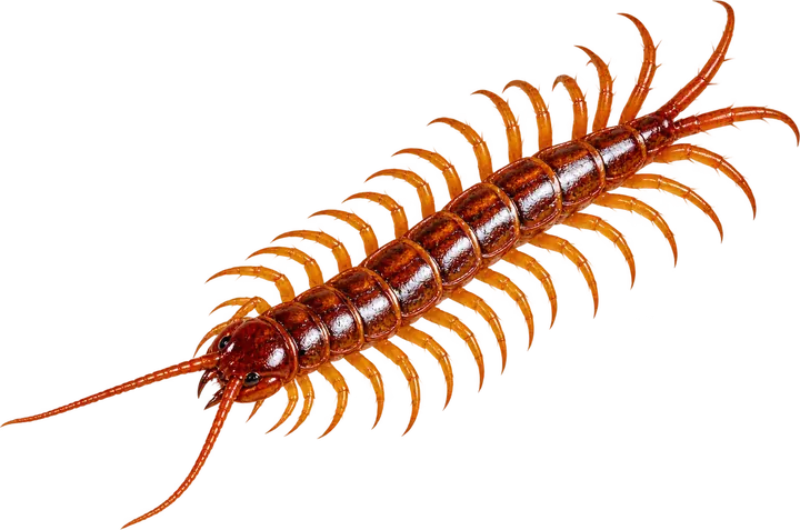 Centipede