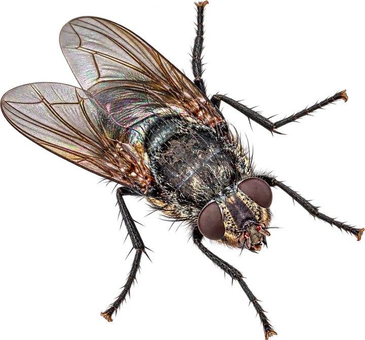 Cluster Fly