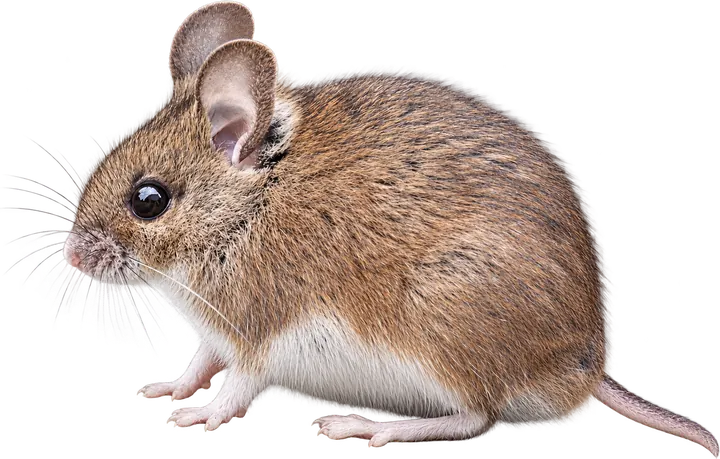 Deer Mouse