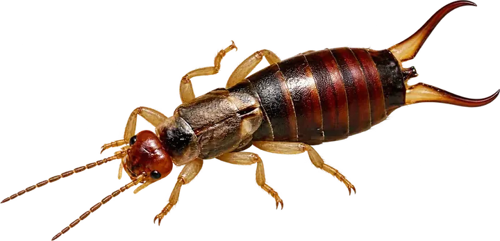 Earwig