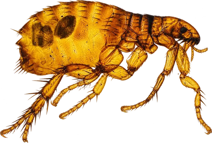 Flea