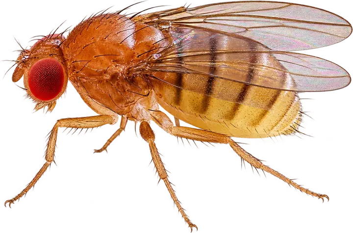 Fruit Fly
