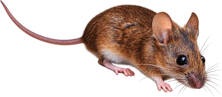House Mouse