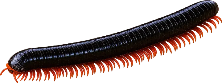 Millipede