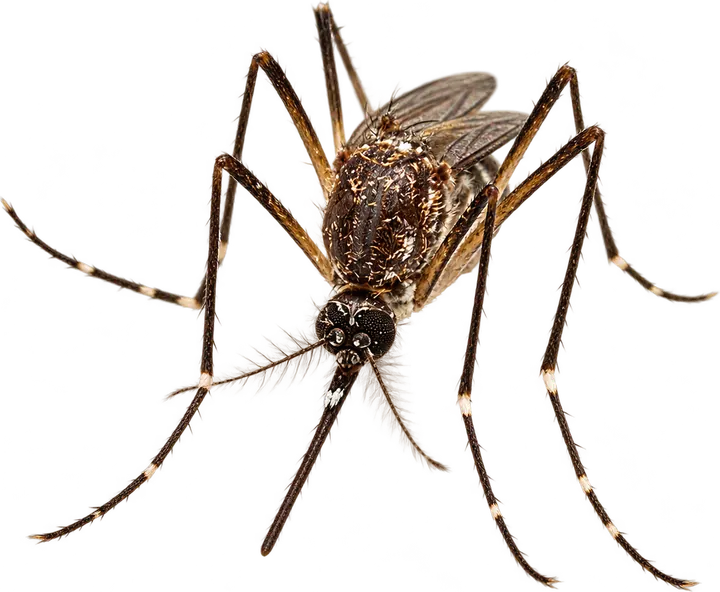 Mosquito