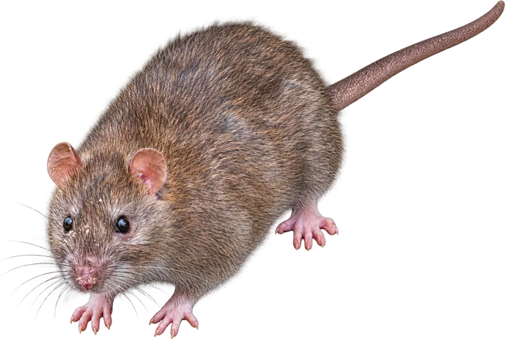 Norway Rat