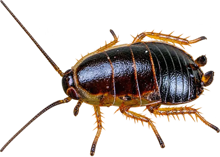 Oriental Cockroach