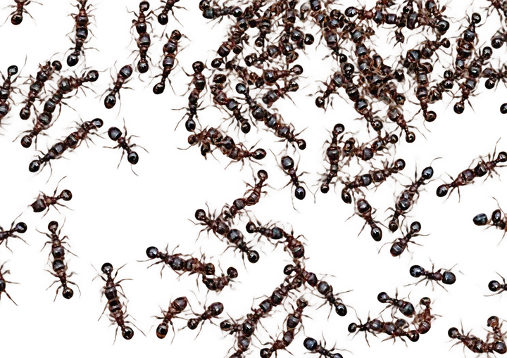 Pavement Ant