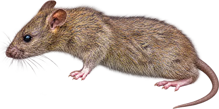 Roof Rat