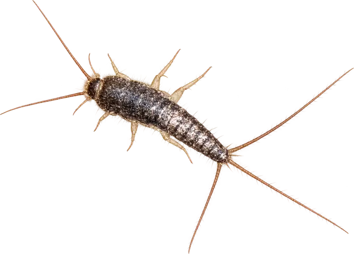 Silverfish