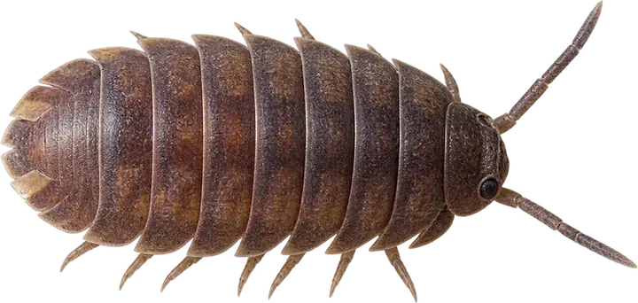 Sowbug & Pillbug