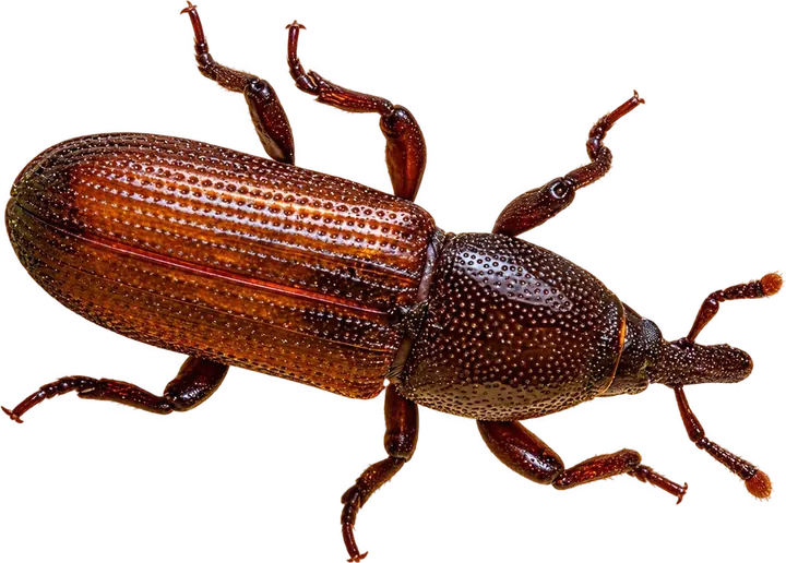 Stored Product Pests