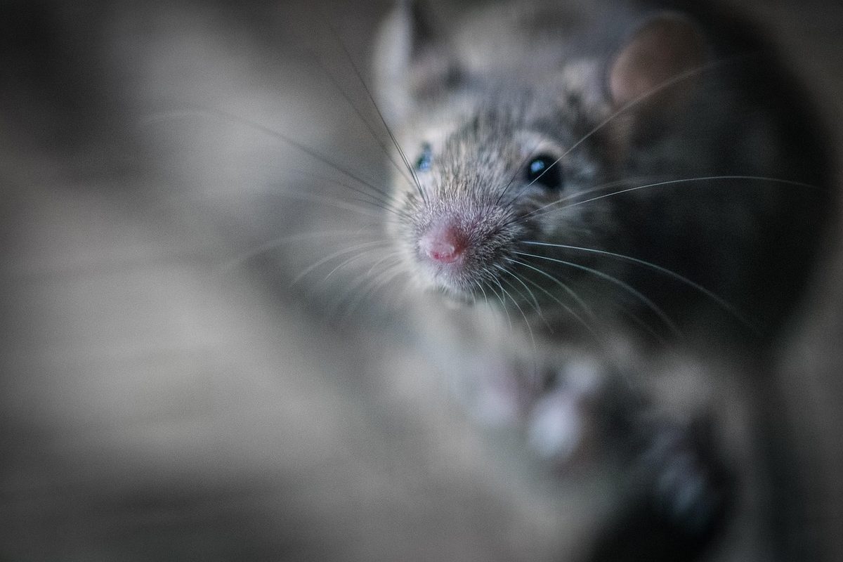 Close-up of a house mouse