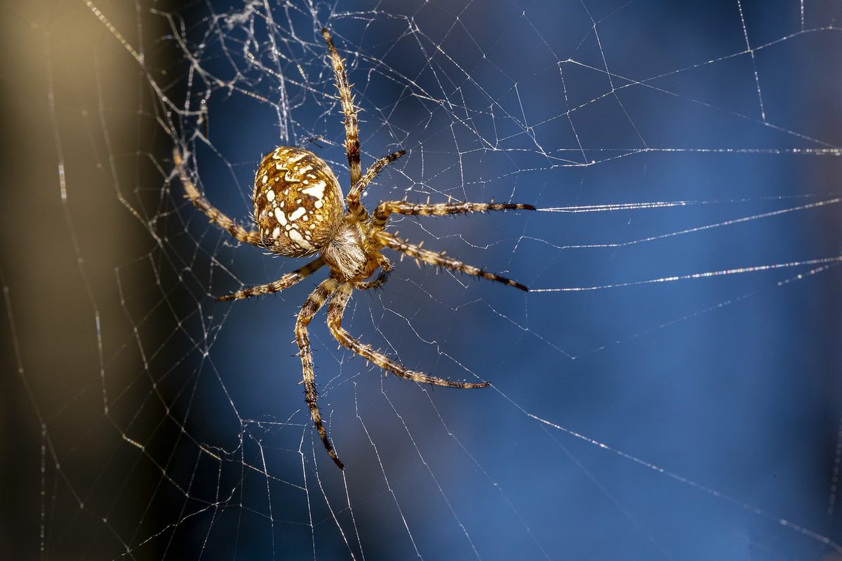 Orb-weaver spider on its web