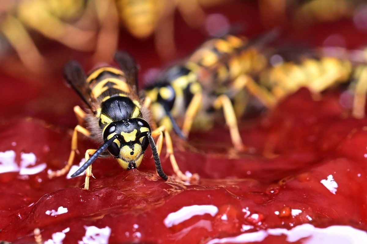 Yellowjacket wasps feeding on fruit